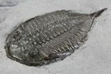 Dalmanites Trilobite Fossil - New York #99020-3